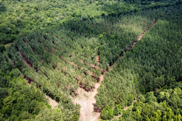 cedar swamp fourth row thinning june 2024