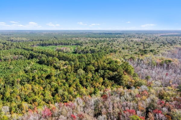 osborne tract spring grove road adams run ace basin hunting land for sale