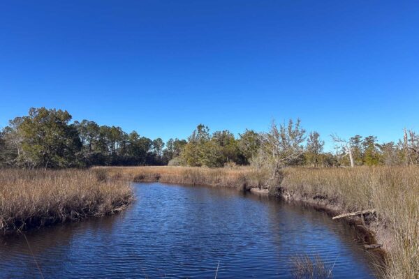 tulifinny acres gregorie neck tract 1 480 acres